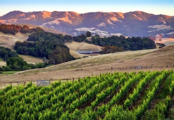 Napa & Sonoma Wine Country Tour