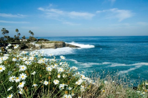 Two-Hour San Diego Full Bay Cruise & Sea Lion Adventure