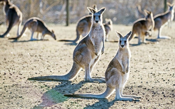 Wonders Of Australia