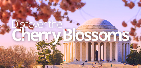 Discover the Cherry Blossoms