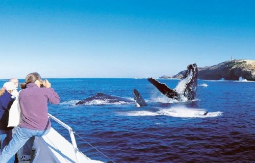 Full-Day Whale Watching Cruise