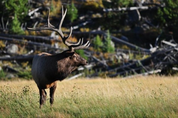 Yellowstone National Park Full Day Tour