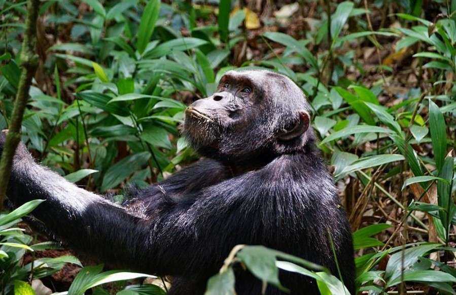  9 Days Uganda Safari Encounter 