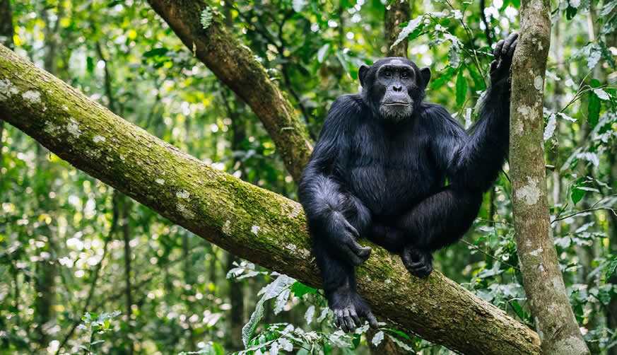 5-Days Tour Kibale And Bwindi Impenetrable National Park 