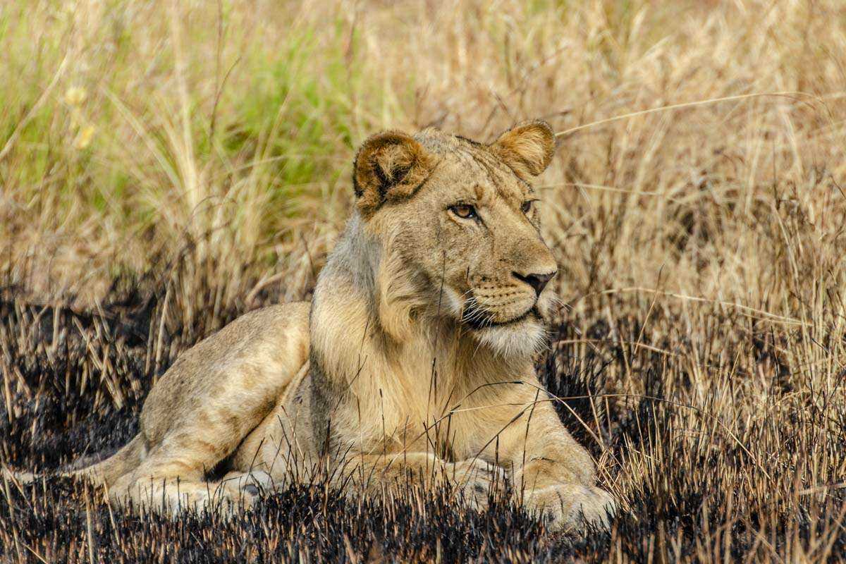  9 Days Uganda Safari Encounter 