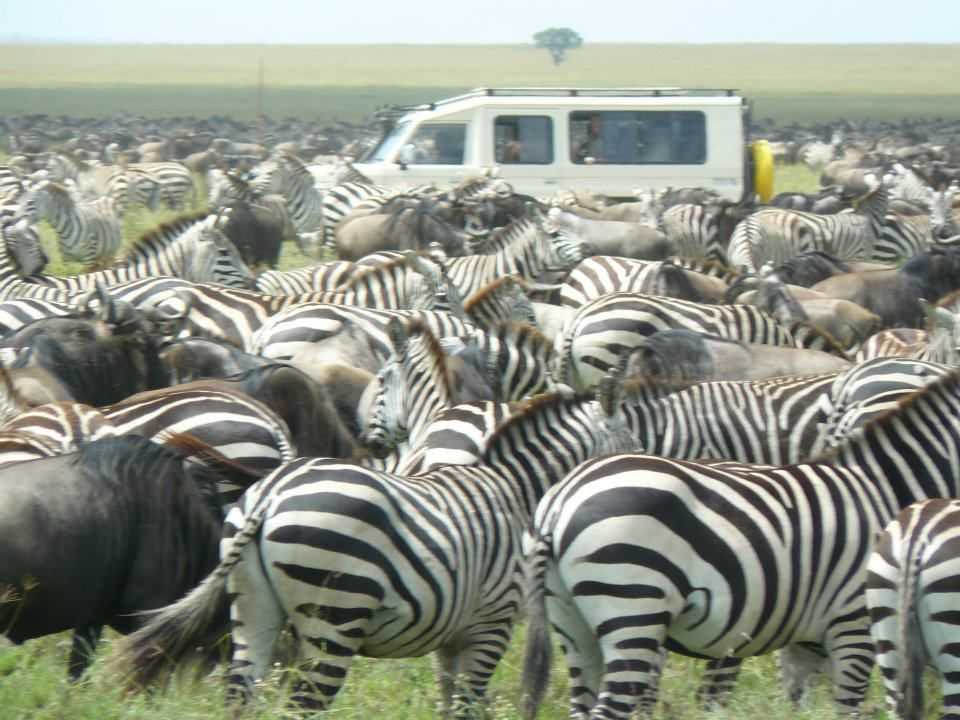 8-Day Expedition Safari of Northern Tanzania Tour from Arusha: Tarangire NP, Lake Manyara NP, Serengeti NP and Ngorongoro Conservation Area**Park Entrance Fee, Meals and Airport Transfer**