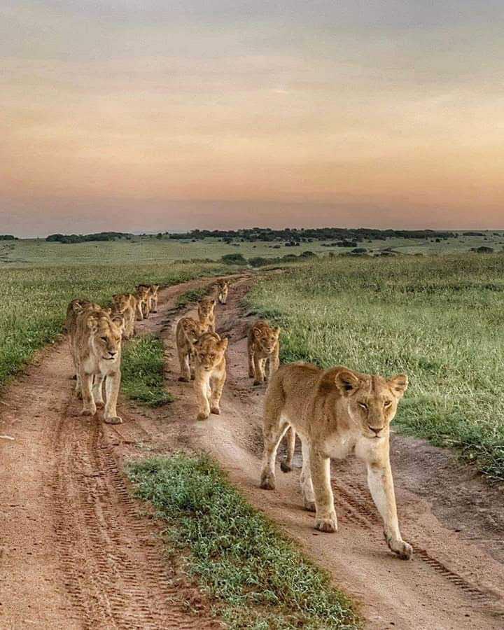 8-Day Expedition Safari of Northern Tanzania Tour from Arusha: Tarangire NP, Lake Manyara NP, Serengeti NP and Ngorongoro Conservation Area**Park Entrance Fee, Meals and Airport Transfer**