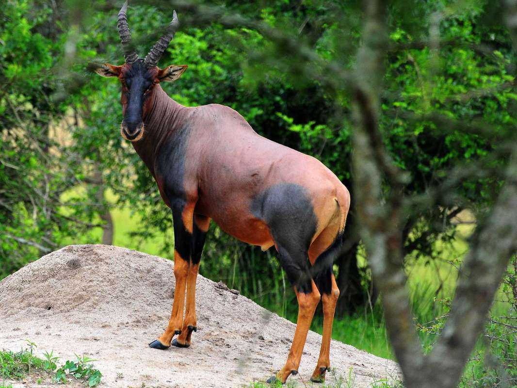 3-Day Queen Elizabeth Uganda Safari Tour 