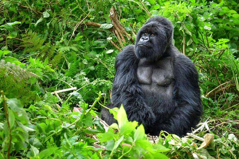 5-Days Tour Kibale And Bwindi Impenetrable National Park 