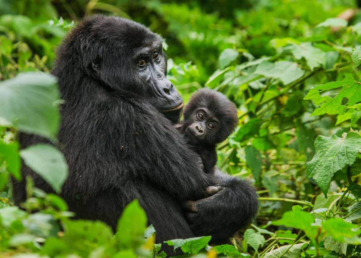 8 Days Gorilla And Chimpanzee Trekking In Uganda