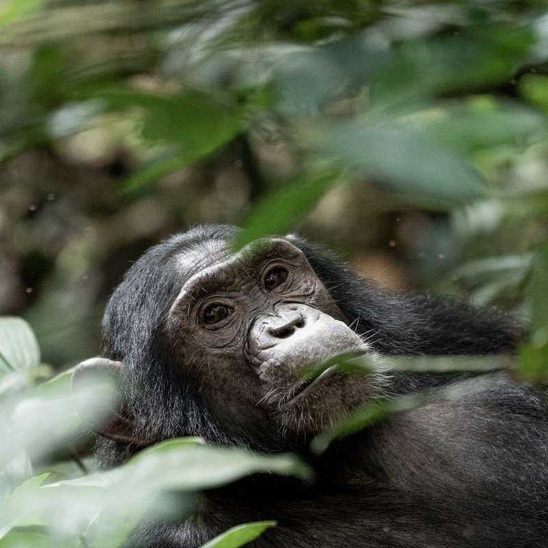 11 Days Uganda And Rwanda Private Safari Tour 