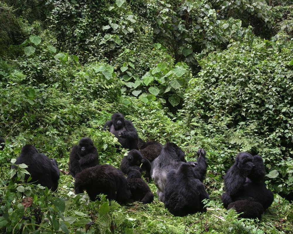 11 Days Uganda And Rwanda Private Safari Tour 