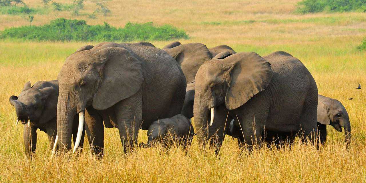 3-Day Queen Elizabeth Uganda Safari Tour 