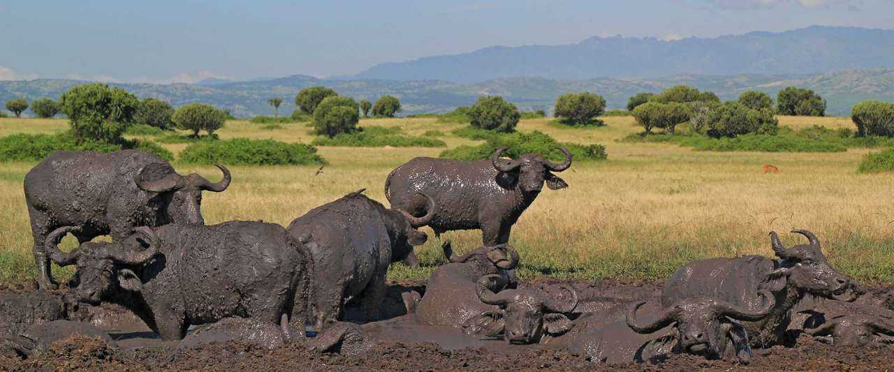 11 Days Uganda And Rwanda Private Safari Tour 