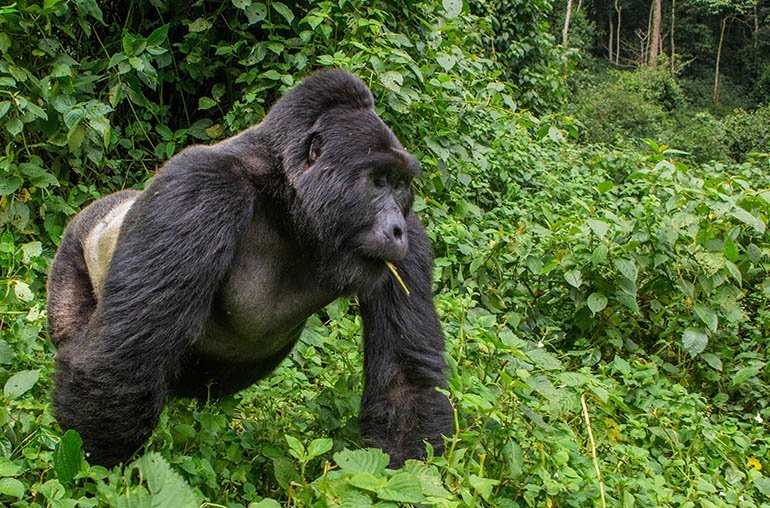 5-Days Tour Kibale And Bwindi Impenetrable National Park 