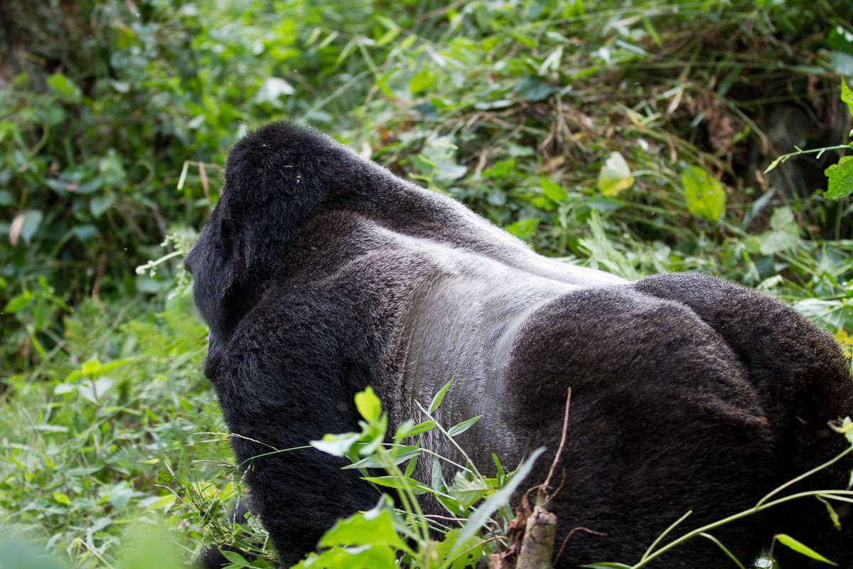 6 Days Gorilla And Golden Monkey Trekking  Mgahinga National Park 