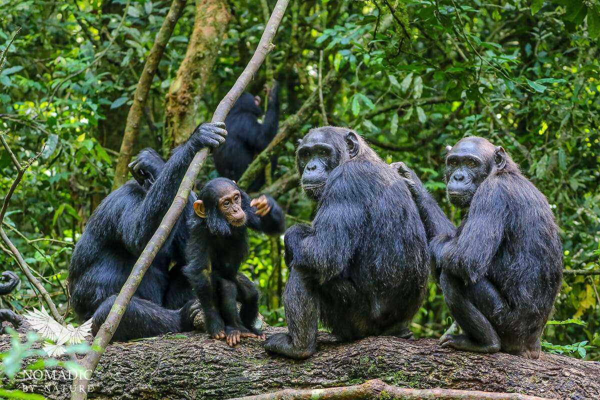 8 Days Gorilla And Chimpanzee Trekking In Uganda