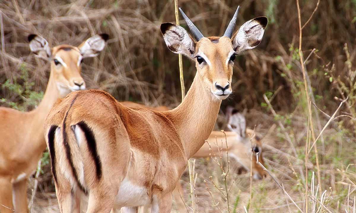  9 Days Uganda Safari Encounter 
