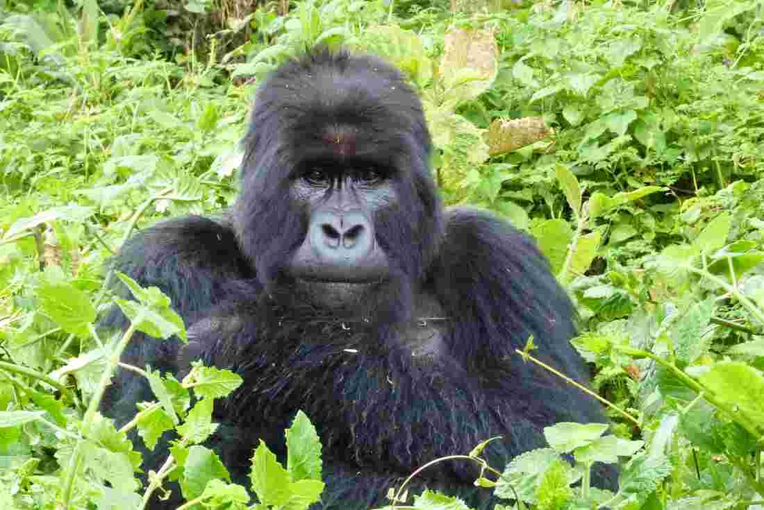 6 Days Gorilla And Golden Monkey Trekking  Mgahinga National Park 